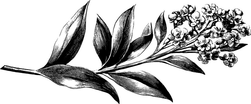 Vintage botanical silhouette crest design for decorative use