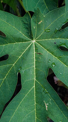 Vertical Close Up of Green Papaya Leaf Carica Papaya with Water Droplets After Rain