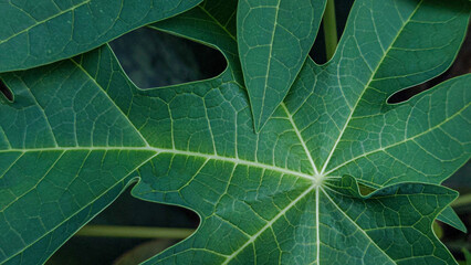 Close Up of Green Papaya Leaf Carica Papaya with Water Droplets After Rain