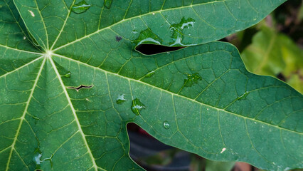 Close Up of Green Papaya Leaf Carica Papaya with Water Droplets After Rain