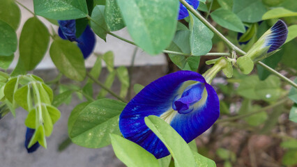 Macro of Blue Butterfly Pea Flower Clitoria Ternatea Blooming in the Garden