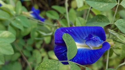 Macro of Blue Butterfly Pea Flower Clitoria Ternatea Blooming in the Garden