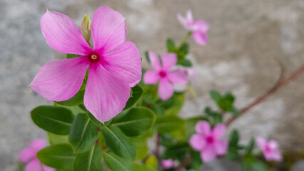 Close Up of Pink Catharanthus Roseus Madagascar Periwinkle Flowers