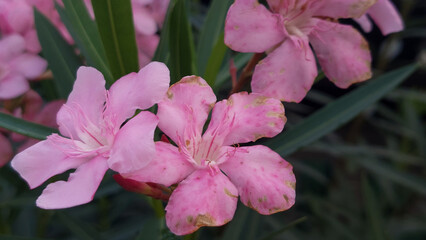 Close Up of Pink Nerium Oleander Flowers in Full Bloom