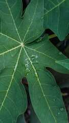 Vertical Close Up of Green Papaya Leaf Carica Papaya with Water Droplets After Rain