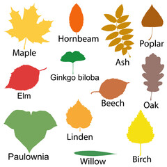 Colored silhouettes of diverse leaf shapes and types .eps