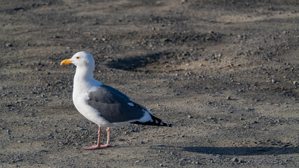 Fototapeta premium A tagged Western Gull stands alert on the gravel surface of coastal California