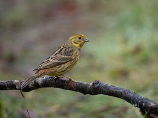 Fototapeta premium Goldammer, Yellowhammer, Emberiza citrinella