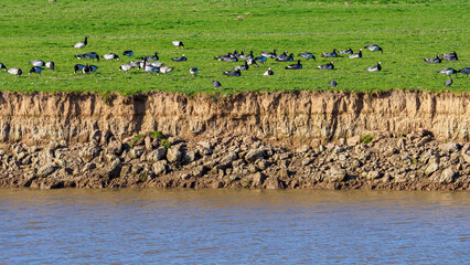 Barnacle geese resting on eroding riverbank with water below © Luc V. de Zeeuw