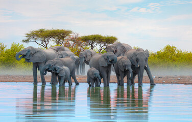 A group of elephant families go to the water's edge for a drink - African elephants standing near lake in Etosha National Park, Namibia © muratart