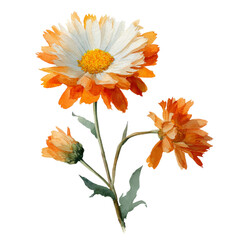 Watercolor - Daisy watercolor png. flowers on transparent isolated background.