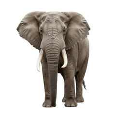 Fototapeta premium Majestic african elephant standing