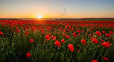 Obraz premium A serene field of vibrant red poppies swaying gently in the breeze at sunset viewed from a low angle