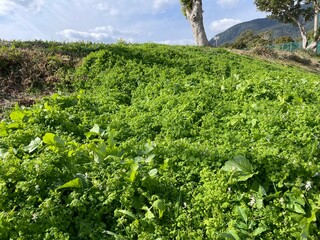 グラウンドと周辺