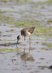 Wood sandpiper searching for food in a lake shore in a bright day light 