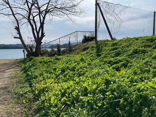 グラウンドと周辺