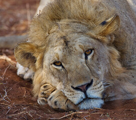 portrait of a lion cub
