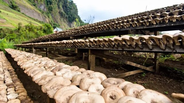 Rows of drying mushrooms on wooden racks under a cloudy sky, with a green hillside in the background.