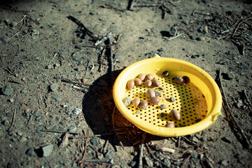 どんぐりの入ったプラスチックのざる