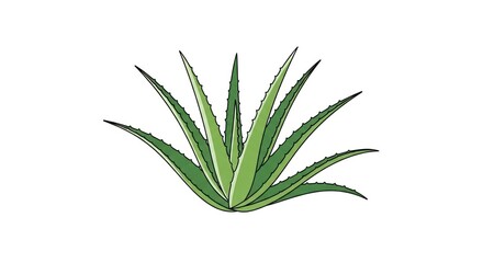 Obraz premium Illustration of an aloe vera plant on a white background.
