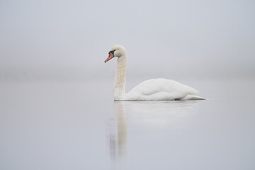 Obraz premium Schwan im Nebel