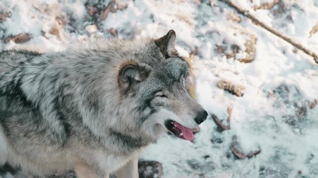 Close up of gray wolf yawning at Parc Omega, Canada, open mouth with visible tongue showing sleepy animal behavior, detailed wildlife portrait in natural habitat