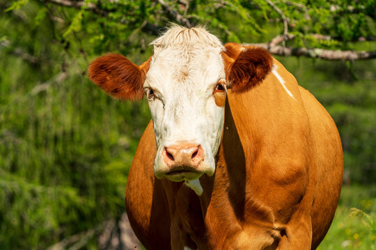A cow enjoy the green and juicy grass during summer time at the upper Austrian alm region