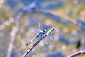 優雅に木の枝に止まっているトンボ © 齋藤高明