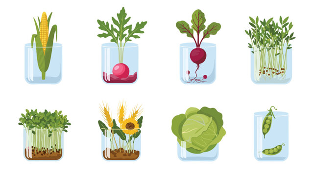 Set of different microgreens and young plants like corn, radish, cabbage, and peas growing in glass jars for indoor gardening and nutrition.