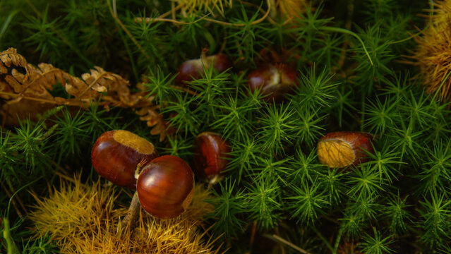 CLOSE UP: Shiny chestnut kernels are lying in the soft vibrant green moss.