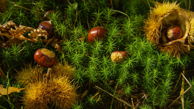 CLOSE UP: Chestnuts lie scattered around the lush green woodland ground in fall.