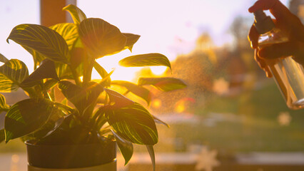 CLOSE UP: Sun shining through philodendron white wave while being sprayed © helivideo