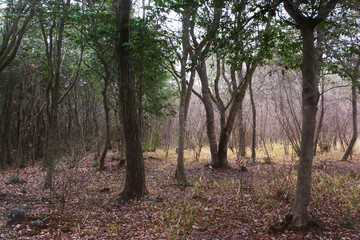 兵庫県・三木市自然公園の冬風景展望所から
小鳥の飛翔する高さで森を見る
