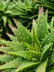 Fototapeta premium Spiral aloe rosette with serrated leaves natural shoot staging