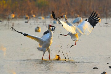 white goose in flight