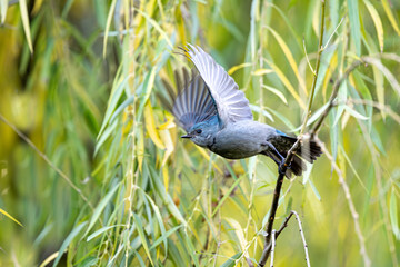 great blue heron ardea cinerea