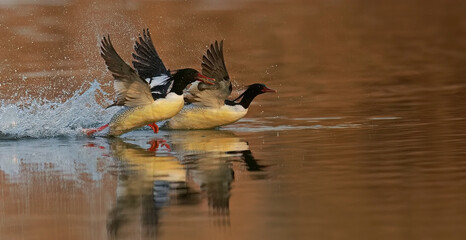 great crested grebe in water