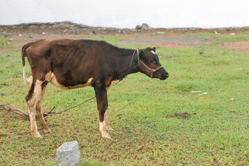 Calf in agriculture farm