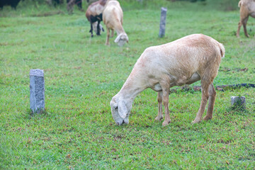 Obraz premium Sheeps are grazing in grass land