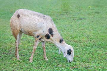 Obraz premium Sheeps are grazing in grass land