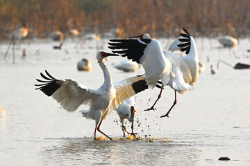 great blue heron ardea cinerea