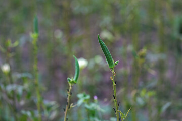 Lady finger vegetable on plant in agriculture farm