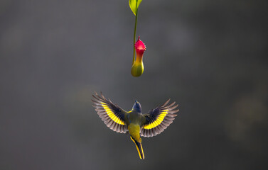 bird of paradise flower
