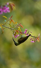 cherry blossom in spring