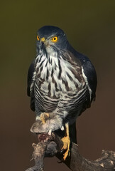 red tailed hawk buteo