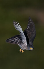 red tailed hawk buteo