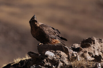 red tailed hawk on a rock
