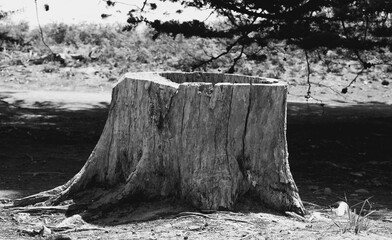 tree stump in the woods