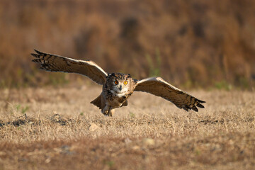 red tailed hawk in flight