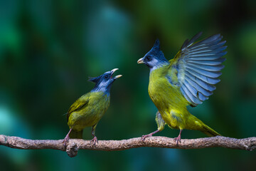 lilac breasted roller